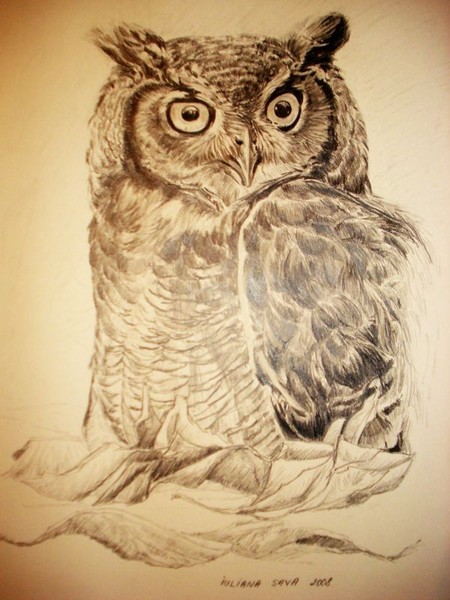 Owl