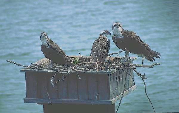 Ospreys in Nest
