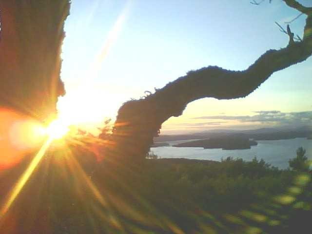 Sun set tree