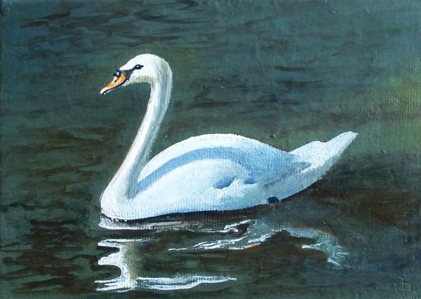 Swimming Swan