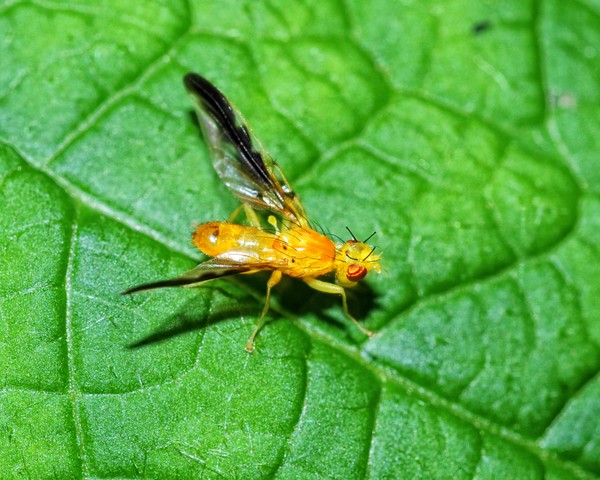Yellow Fly