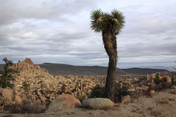 Yucca Valley Image 3