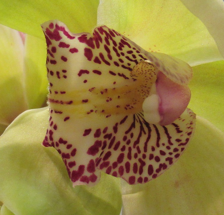 YELLOW ORCHID