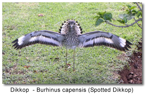 Dikkop 3 (Spotted Dikkop) Burhinus capensis 