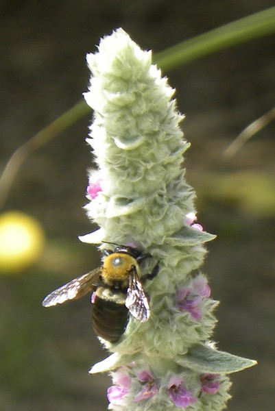 Bee Hungry