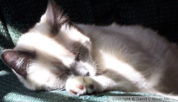 Sleeping Kittens 07