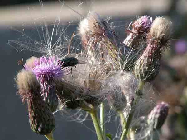 Thistle & Fly