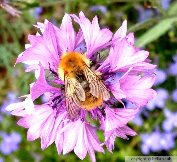 pale bee on a cornflower