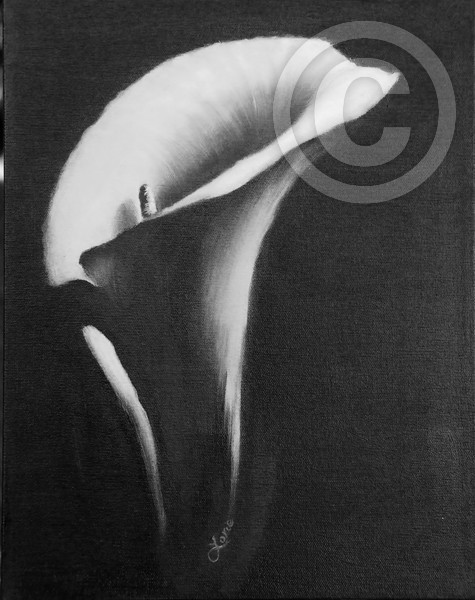 Calla Lily