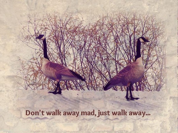 Geese walk away