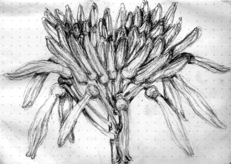 Coral Aloe Flower Drawing