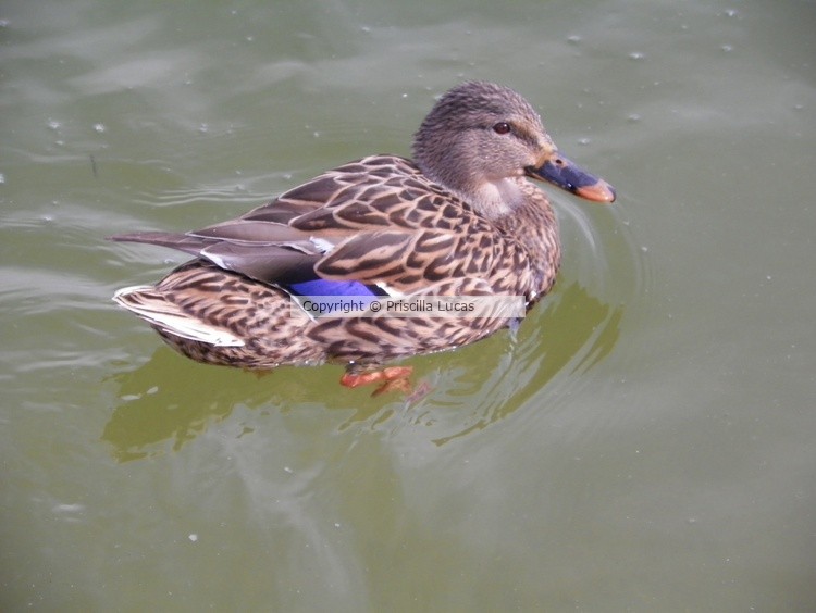 Sunset Duck in Vegas Pond