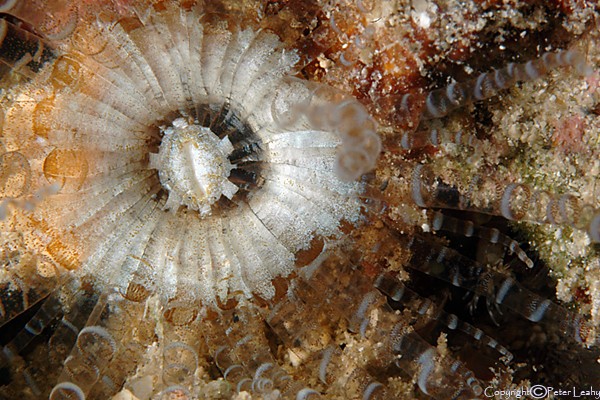 Knobbed Anemone