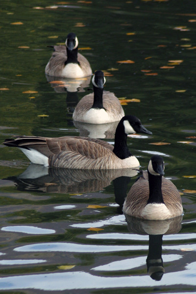 Goose Crossing