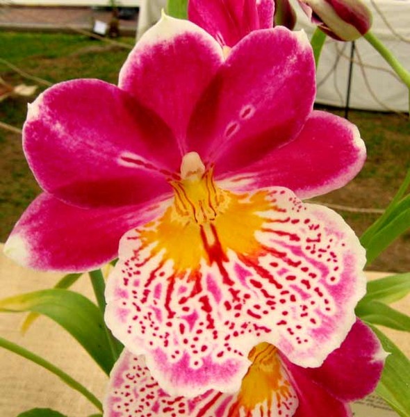 Orchid Orquidea
