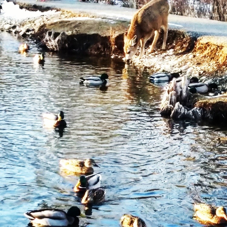 Deer or duck pond 