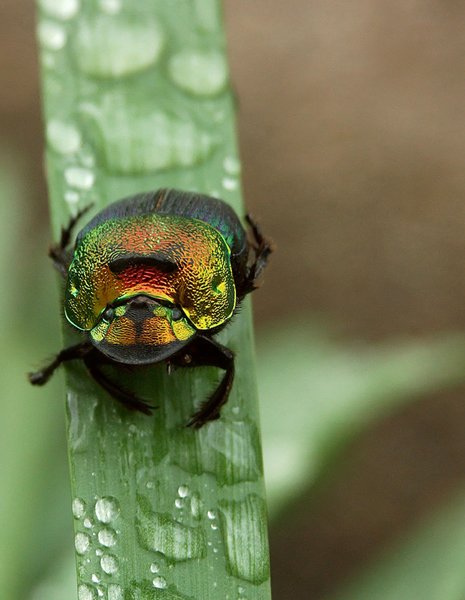 Bettle Bug