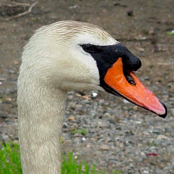 Swan Portrait