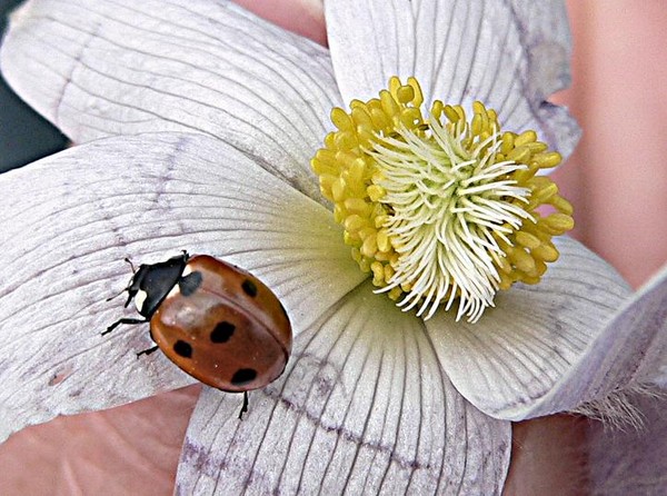 Lady Bird Beetle on Crocus