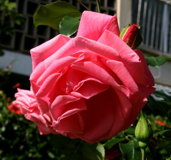 A Rose for Shavuot