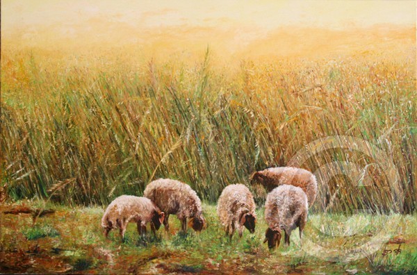 Sheep in a wheat field