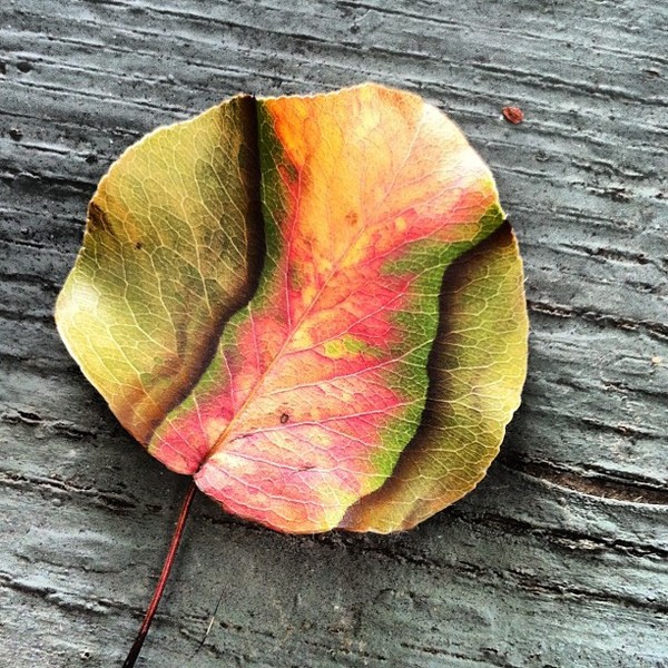 Leaf Colored by Nature