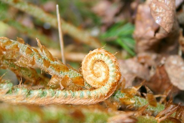 Coiled Fern Frond