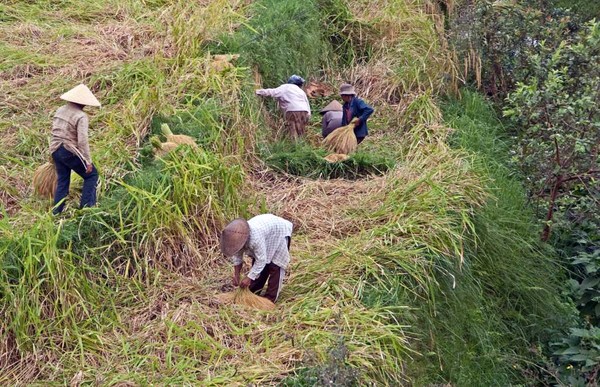 Rice harvest