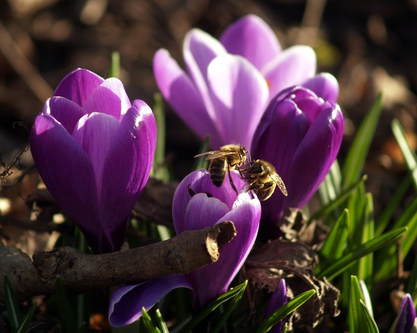 ahhhhh, the taste of spring