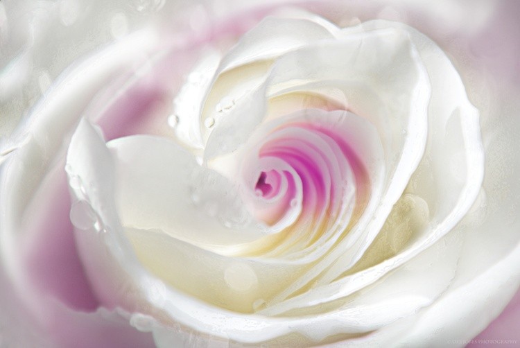 Dream Rose Beauty