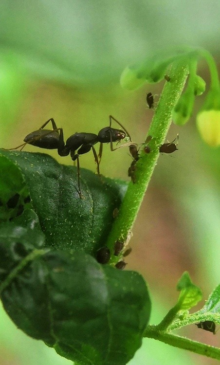 The Ant Enjoying Juice from Aphid