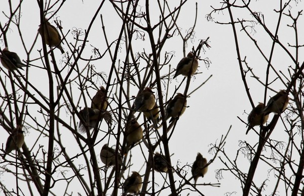 Part of Cedar Waxwing flock