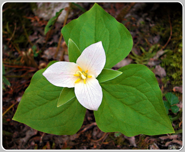 Trillium