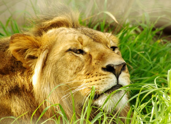 A Lion relaxing.