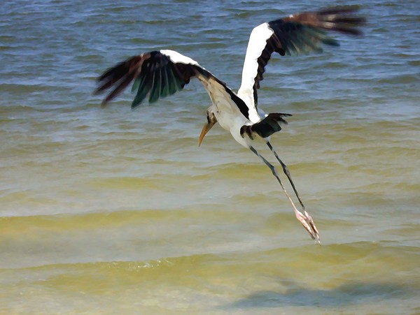 A Woodstork Takes Off