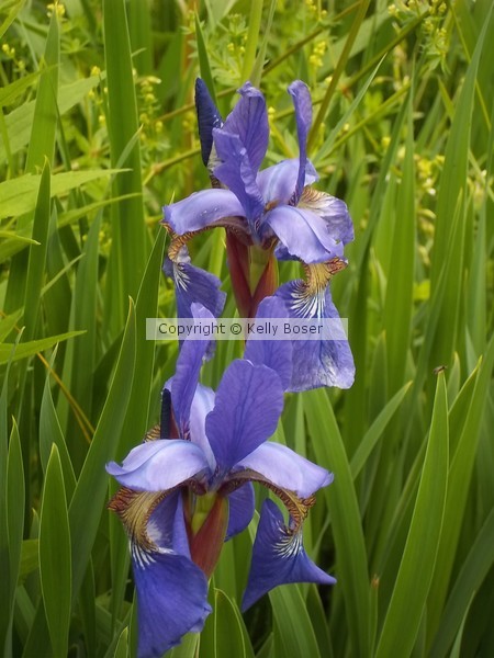 Purple Wild Iris