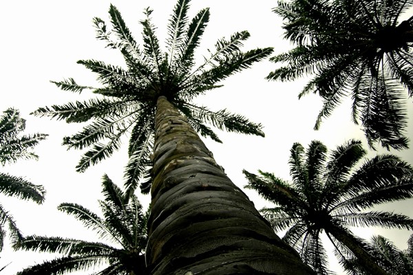 malaysian palms