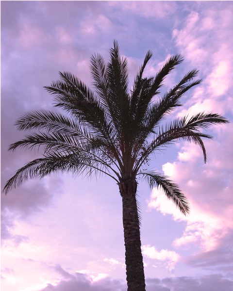 Purple Palm