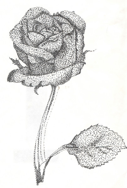 The Black Rose