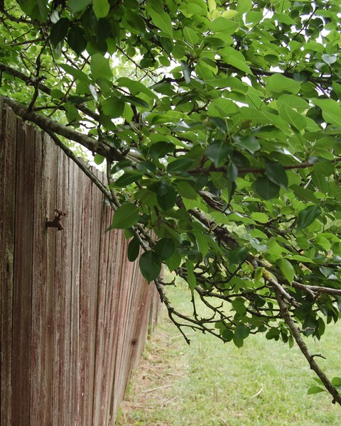 FENCE AND PEAR TREE - 3531