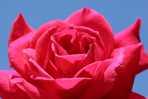 Red Rose of Roseville