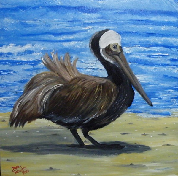 Brown Pelican on Datona Beach Florida