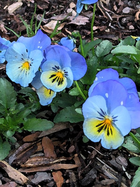 Pansies