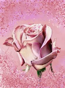 Pink Rose