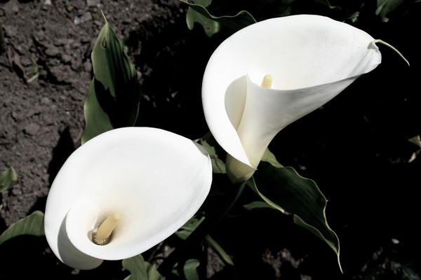 Calla Lillies in B&W with Tint