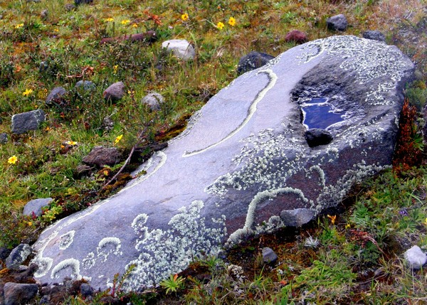 Lichen Patterns on Lava Rock