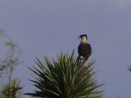 mexican eagle,crested