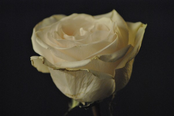 White rose 2