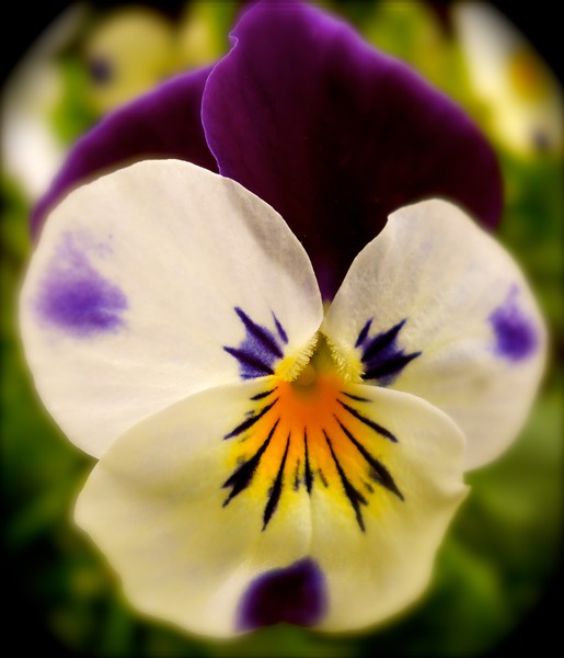 Pansy