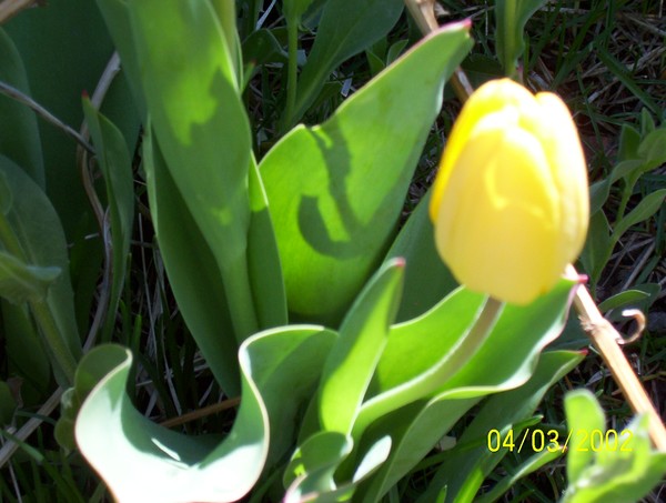 Yellow Tulip